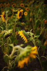 Fototapeta premium Sunflowers growing in a field at a local orchard in Ontario, Canada.
