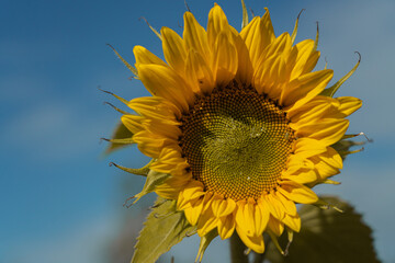 Sunflower flowers in the field. Beautiful, natural background. Postcard concept. ... Congratulations.