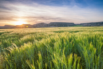 Obraz premium sunset over green wheat field