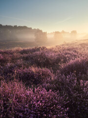 A wonderful sunrise on the misty moor. Westruper Heide nature reserve in the German town of Haltern am See. Landscape photography.