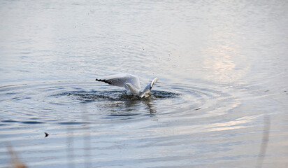 Gull dives under water