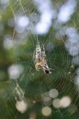Cross spider in a spider web against a green blurred background