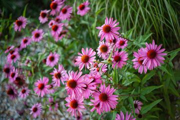 Vibrant growing patch of a garden with a number of Echinacea also known as Coneflower.