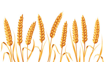 Many golden ears of wheat. Vector illustration isolated on white background.