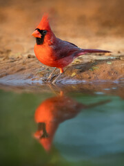 Northern cardinal (Cardinalis cardinalis) male at a pond with reflection.