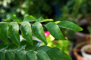 
fresh curry leaves plant or curry patta indian herb plant