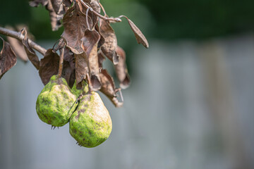 Dryed rotten pears from bacterium on tree branch