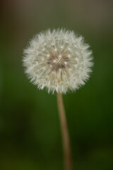 dandelion flower of the field