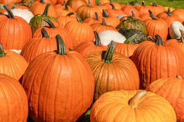 A display of farm fresh pumpkins.