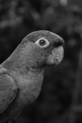 black and white parrot nursery birds