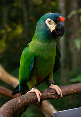 colorful parakeets parrots profile pictures 