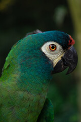 colorful parakeets parrots profile pictures 