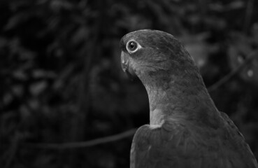 parrot black and white free