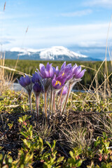 The spring time, Easter flowering Pasque, genus Pulsatilla purple crocus wild flower in a natural...
