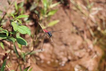 High angle shot of a small dragonfly sitting on a twig