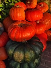 colored pumpkins in September - obrazy, fototapety, plakaty