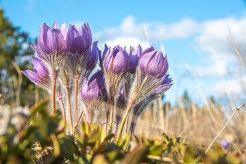 The spring time, Easter flowering Pasque, genus Pulsatilla purple crocus wild flower in a natural...