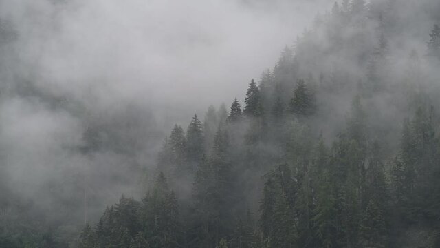 pioggia montagna nebbia foresta brutto tempo 