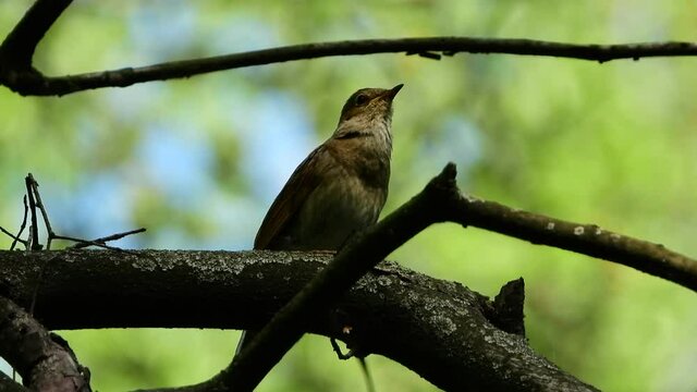 thrush nightingale sitting on a branch and singing