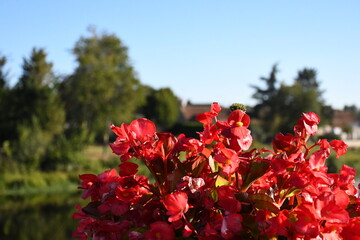 Bouquet de fleurs rouges © Florent