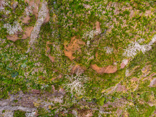 Top view of scarce vegetations growing on harsh volcanic environment.