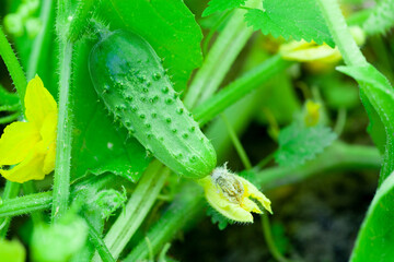 ripe cucumbers in the garden in village