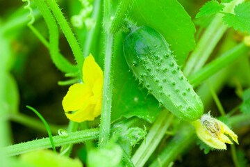 ripe cucumbers in the garden in village