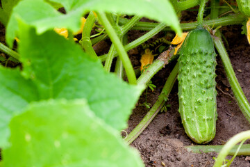 Obraz premium ripe cucumbers in the garden in village