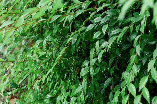 Natural summer tree leaves background. Close-up. Selective focus of Ulmus pumila celer leaves.