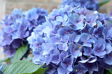 Blue Hydrangea