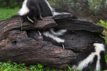 Striped Skunk (Mephitis mephitis) Kit Peeks Out From Log Others Around Summer