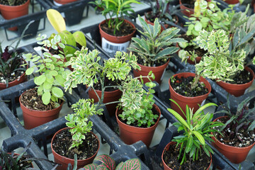Fototapeta na wymiar View of tiny mixed tropicals in small pots