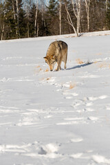 Grey Wolf (Canis lupus) Sniffs Forward in Field Copy Space Winter