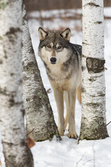 Grey Wolf (Canis lupus) Looks Out From Between Birch Trees Winter
