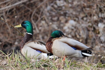 duck in the park