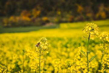 A bee collecting nectar from a yellow blooming white mustard blossom.