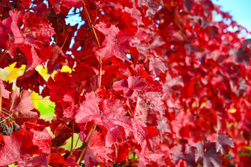 Red colored vine leaves in a vineyard during autumn. 