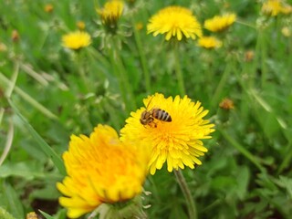 yellow dandelion flower