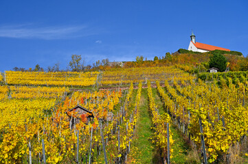 Fototapeta na wymiar Autumnal scenery showing the St. Remigius Chapel (Wurmlingen Chapel) on the top of a yellow-colored vineyard under a clear blue sky.