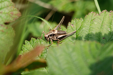  brown grasshopper sits on a green leaf