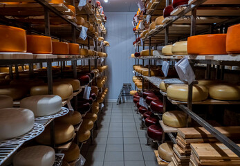 Wheels of cheese in a maturing storehouse dairy cellar on shelves