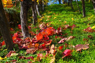 Red vine leaves lie on the grass of a vineyard.