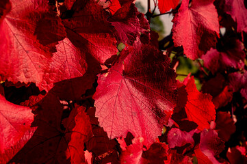 Close-up of red colored vine leaves in a vineyard during autumn. 