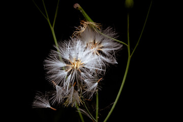 Dandelion at night in the forest.