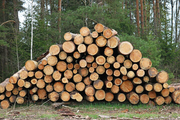 logging in the forest	
