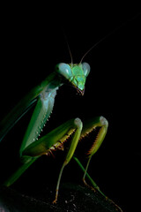 Praying mantis looking at you.
