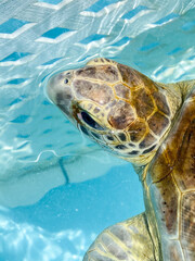 Green Sea Turtle in Water