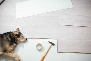 tired dog lies on the laminate floor, apartment renovation concept and pets.