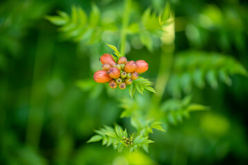 beautiful flowers on a gentle green background