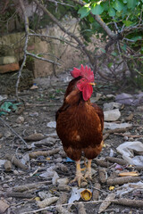 A beautiful rooster stands in the middle of the barnyard and looks.
